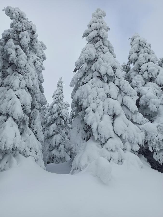 Walpurgis Hexe Appartement Braunlage Buitenkant foto